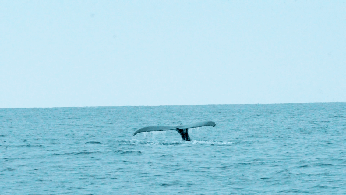 ホエールウォッチングでよく見られる「フルークダウン」をするザトウクジラ