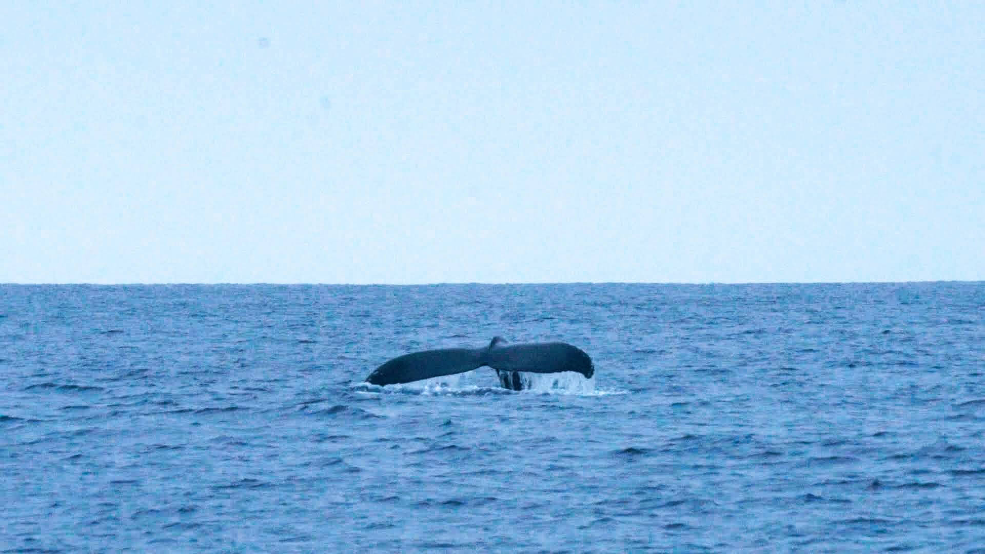ホエールウォッチングでよく見られる、息継ぎが終わって潜水するポージング「フルークダウン」をするザトウクジラ