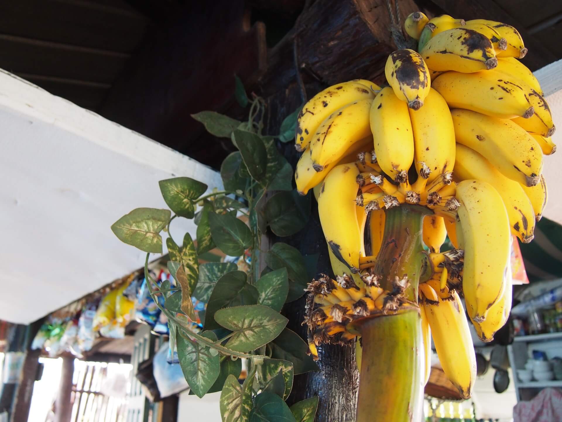 奄美の島バナナ